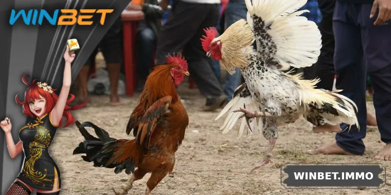 Bí quyết để nâng cao chiến thắng cho tân thủ