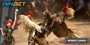 Đá Gà Đòn – Trò Chơi Dân Gian Kết Hợp Cá Cược Hấp Dẫn