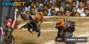 Đá Gà Thomo – Trường Gà Biên Giới Nổi Tiếng Đông Nam Á