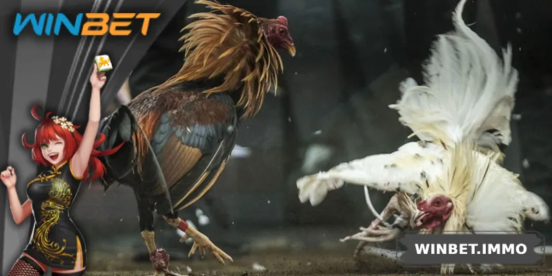 Đá Gà Tre – Nét Đẹp Dân Gian Kết Hợp Giải Trí Thời Đại Mới