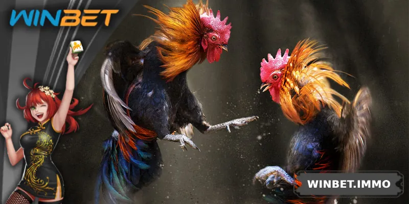 Đá gà tre trực tuyến là xu hướng nổi bật trong thời đại số