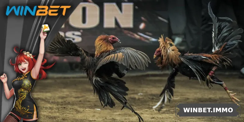 Giới thiệu tổng quan đá gà tre