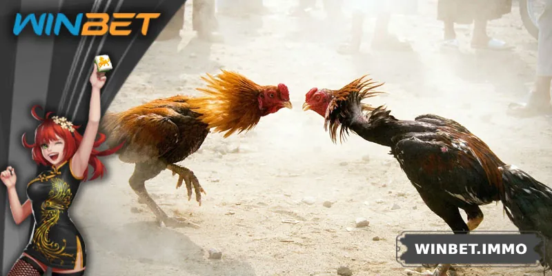 Lý do gà tre luôn được lựa chọn trong các trận đấu