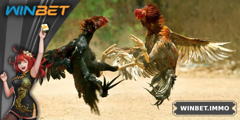 Những thể loại đá gà nổi bật ở trường Thomo