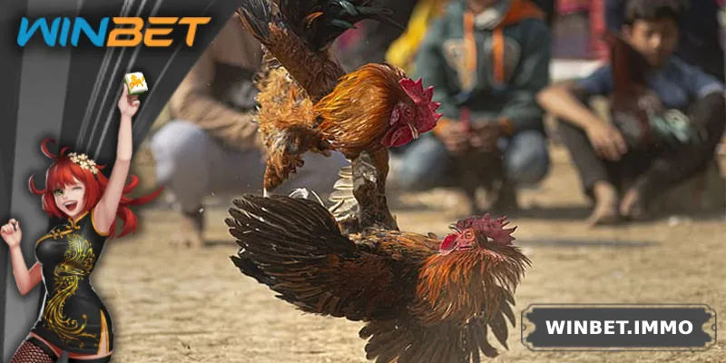 Tại sao đá gà đòn lại thu hút người chơi