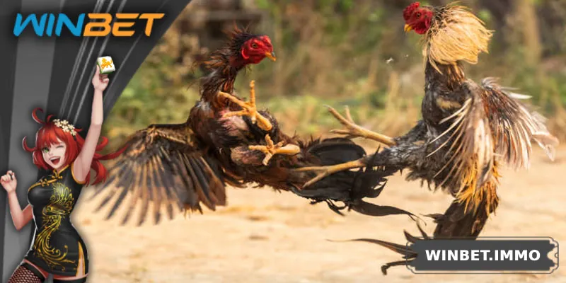 Tại sao nên đặt cược tại sảnh đá gà