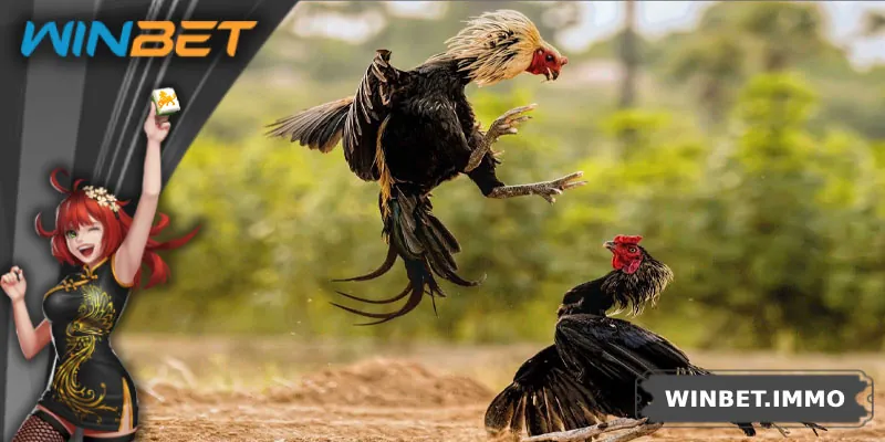 Tìm hiểu đá gà Thomo là gì