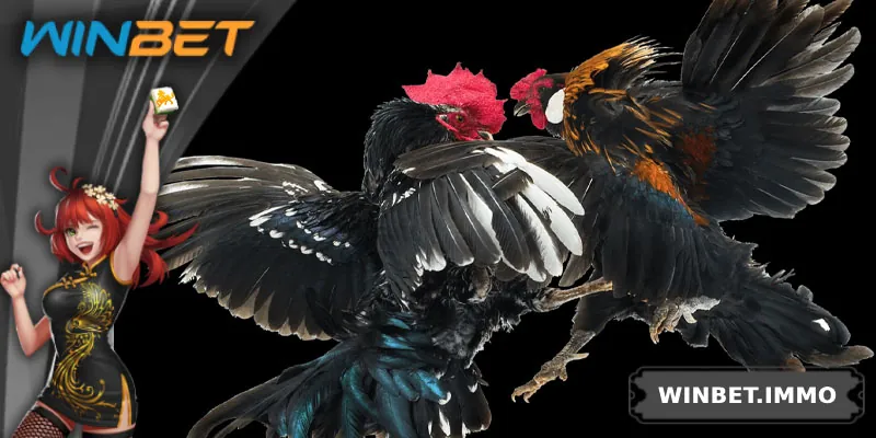 Tổng quan trò chơi đá gà