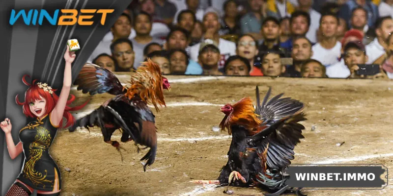 Trò chơi đá gà đòn online tại nền tảng