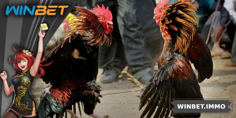 Xuất xứ và nét đặc trưng của đá gà đòn